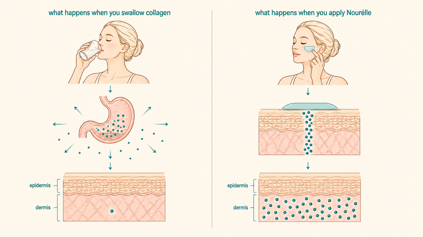 How signaling peptides work in the skin